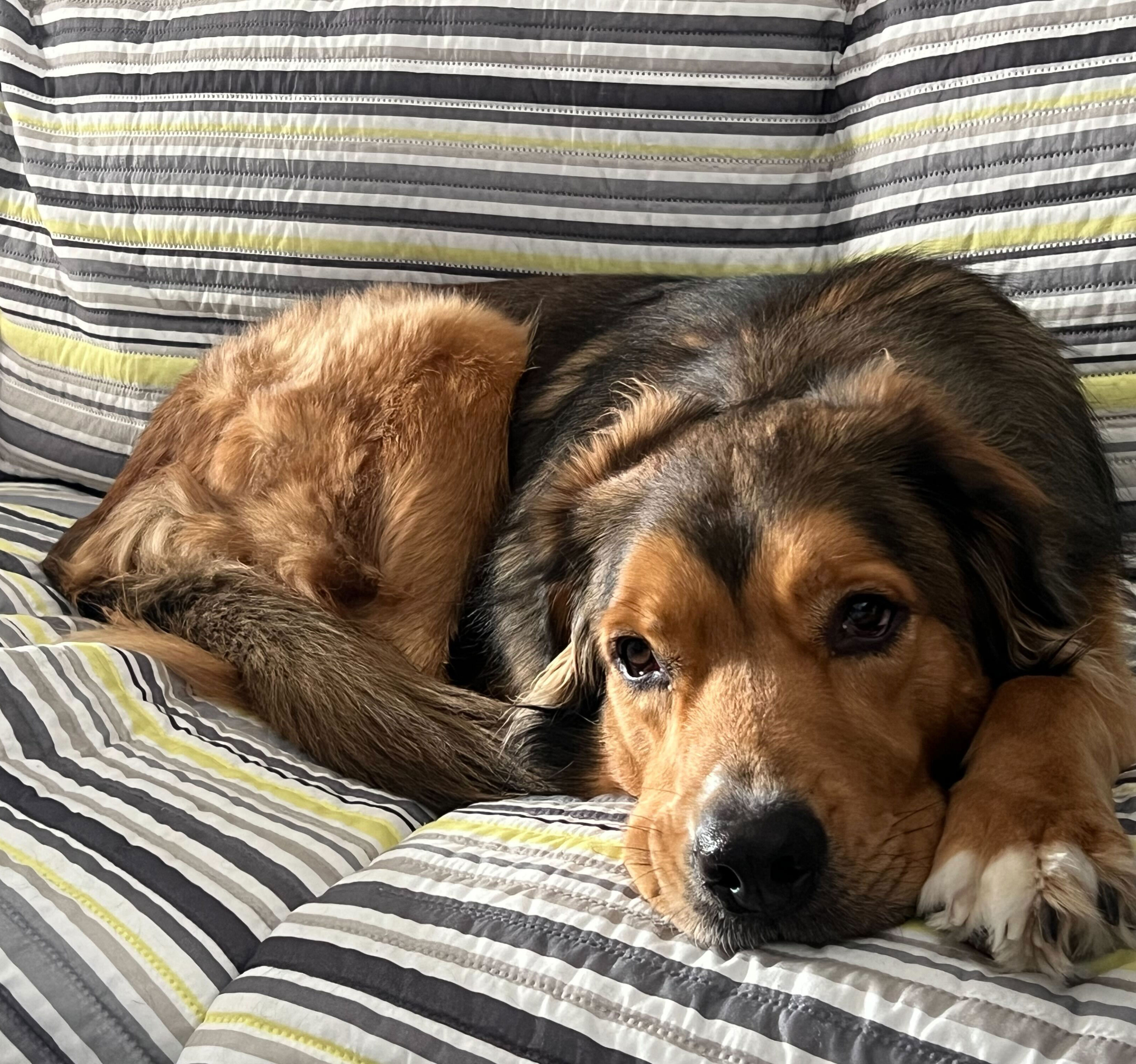 Brown Dog on Couch