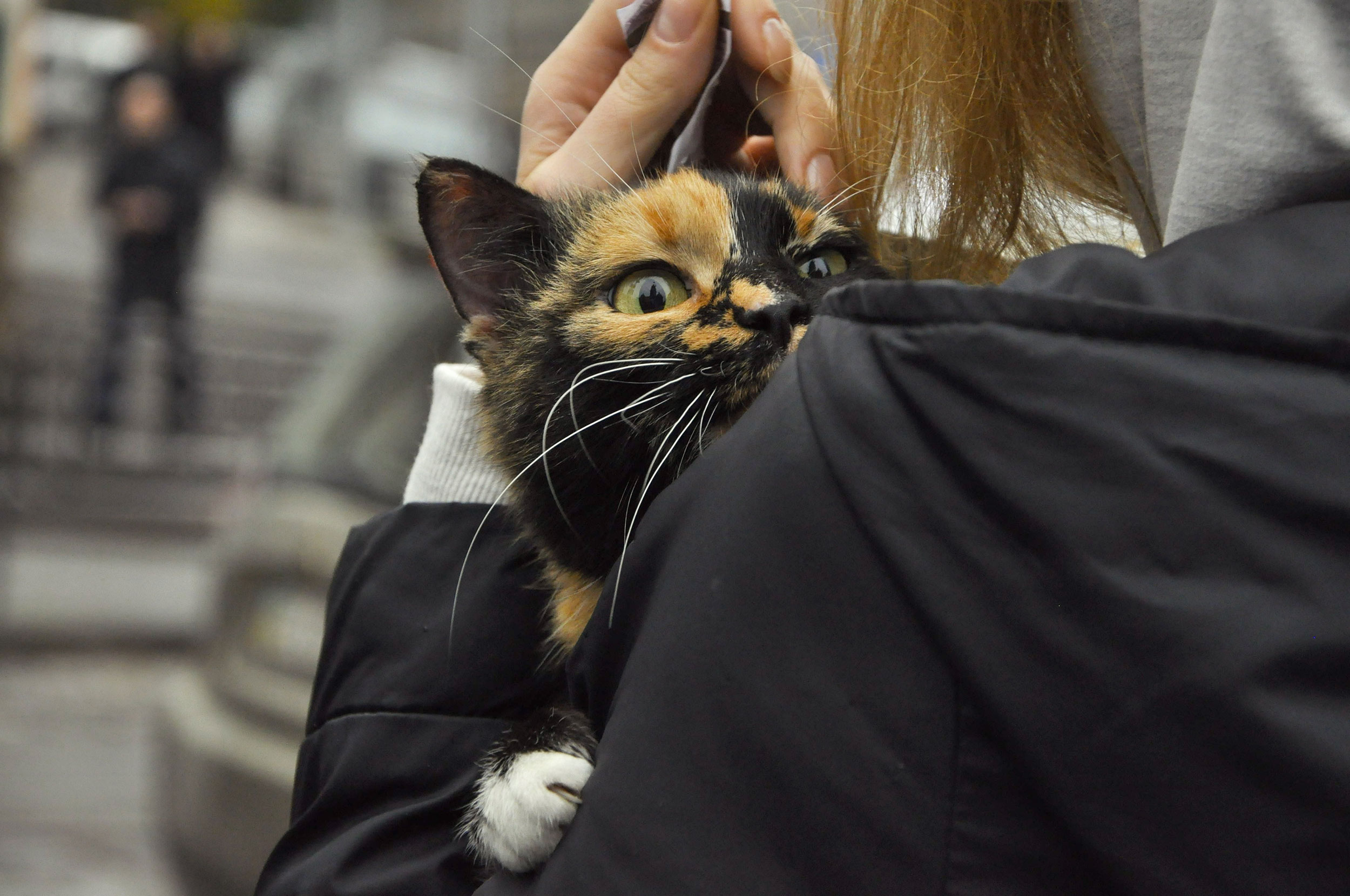 Person Holding Calico Cat