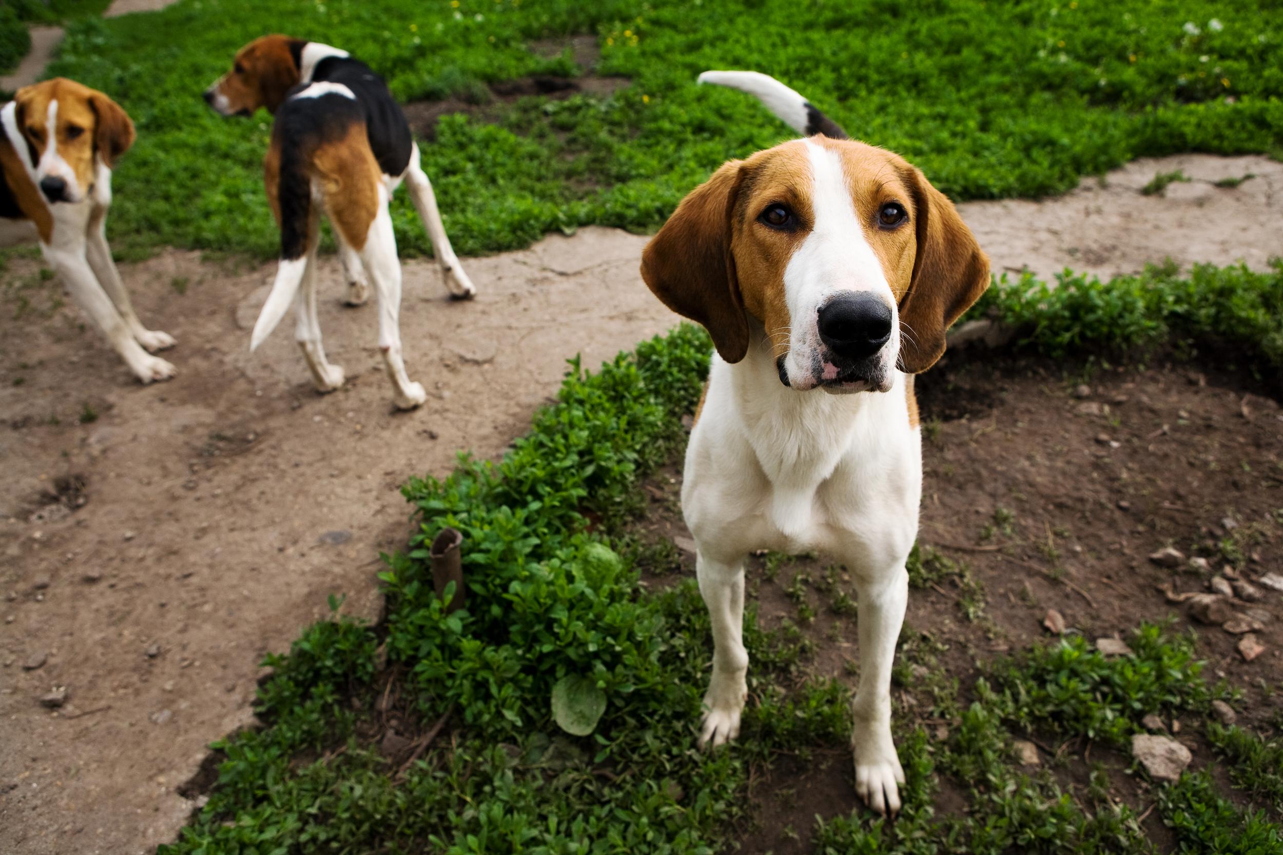 Pack of Hound Dogs Outside