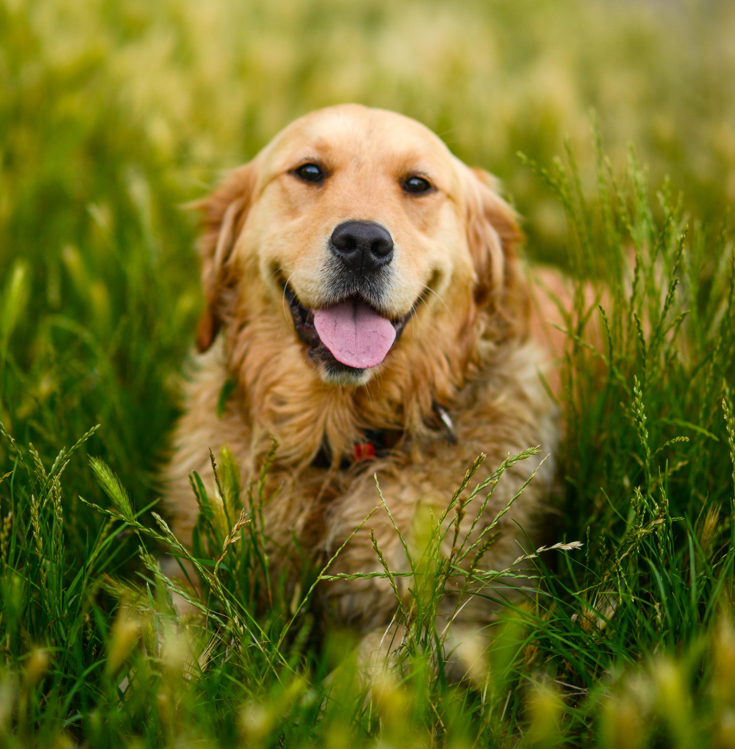 Golden Retriever Laying in Grass with Tongue Out