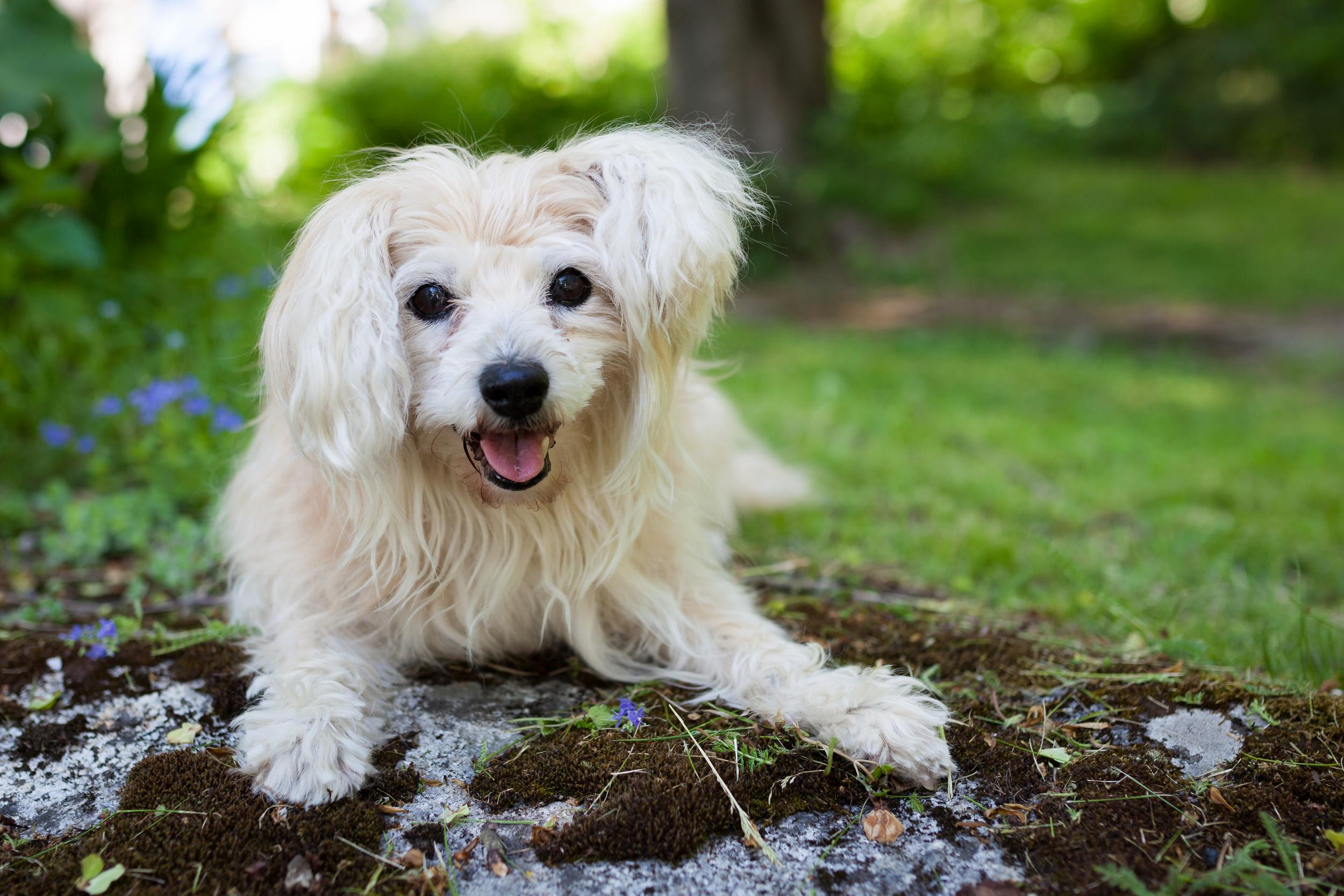 Fluffy White Dog Outdoors