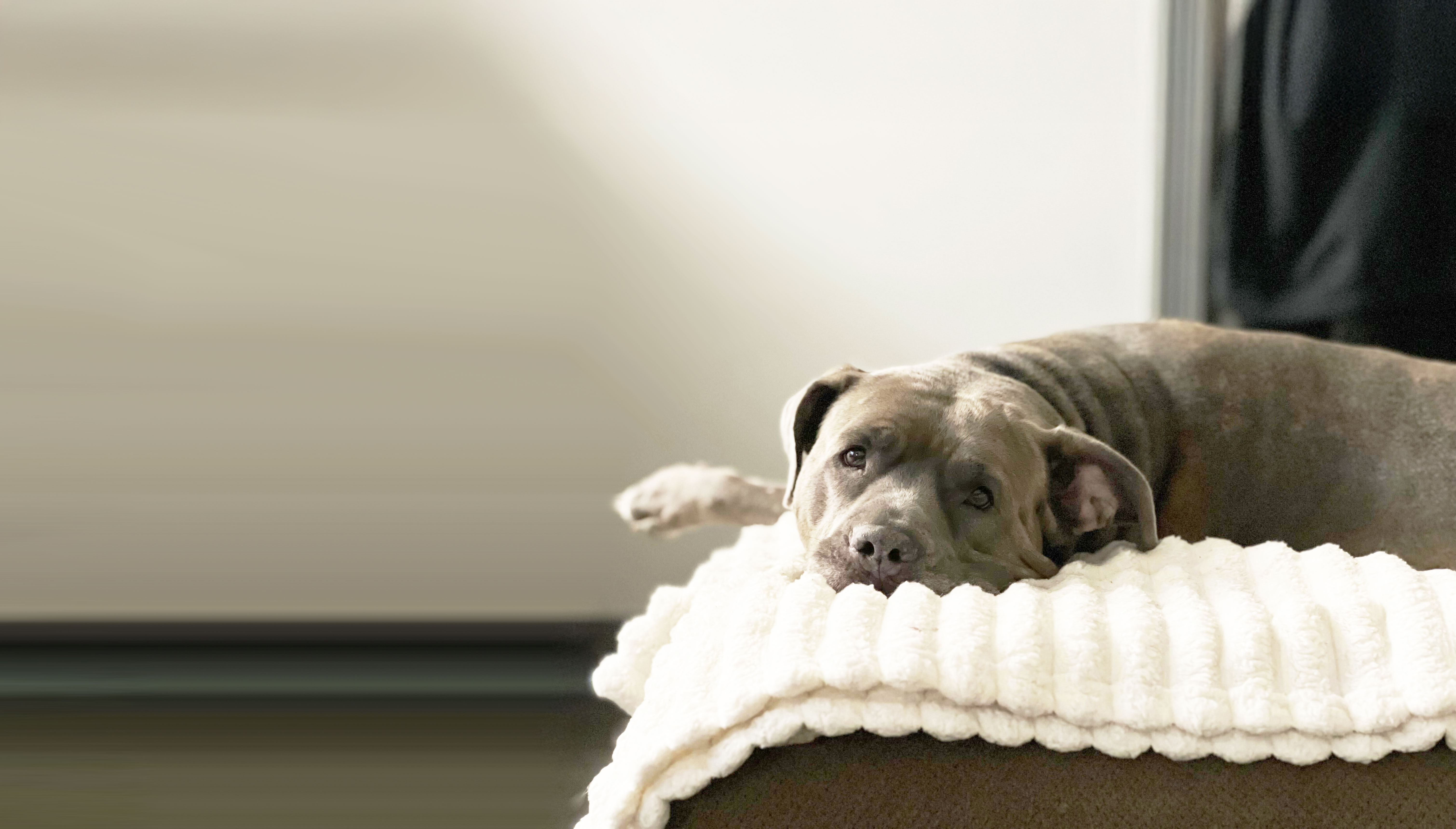 Cane Corso on Couch