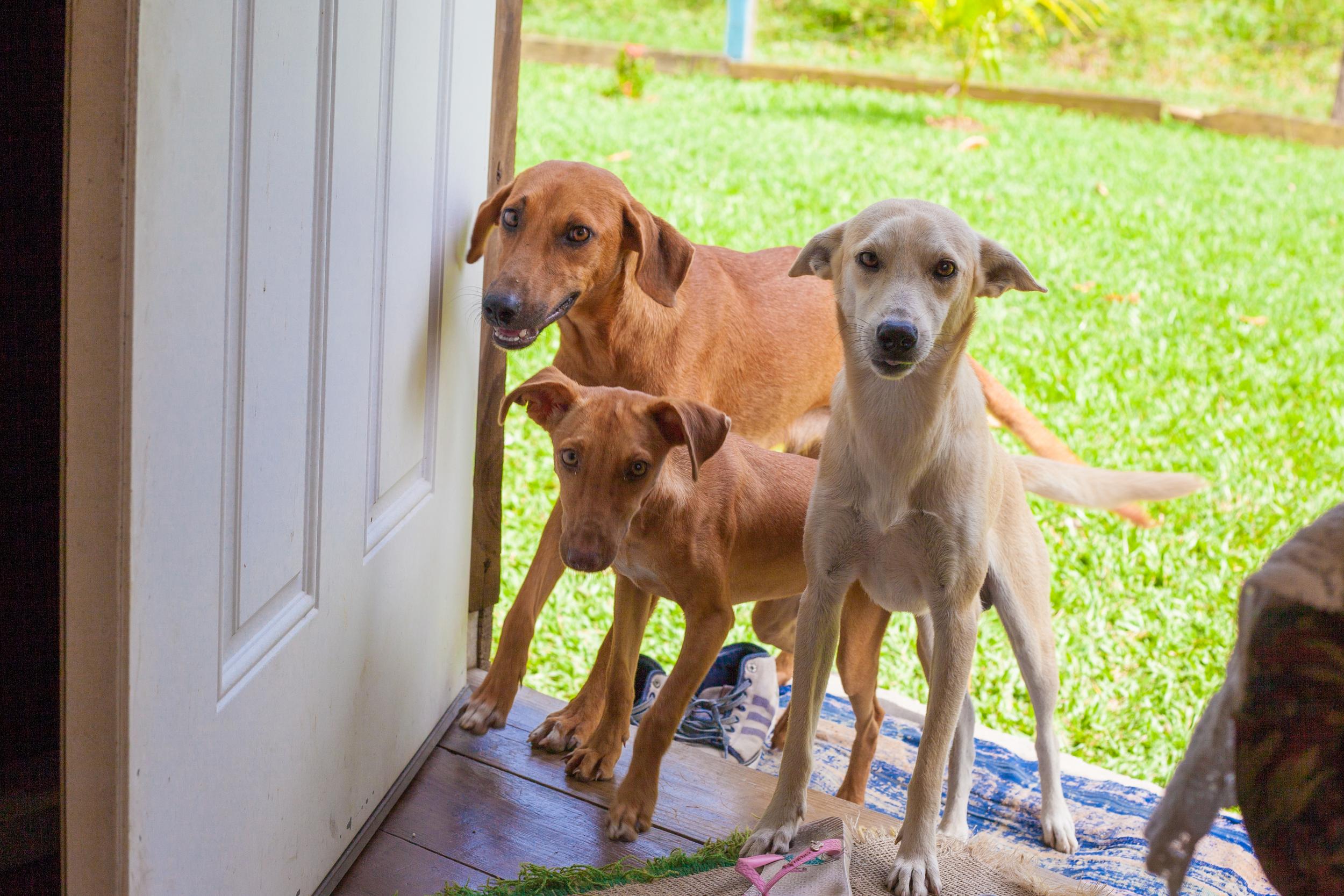 Group of Dogs Wanting to Come Inside