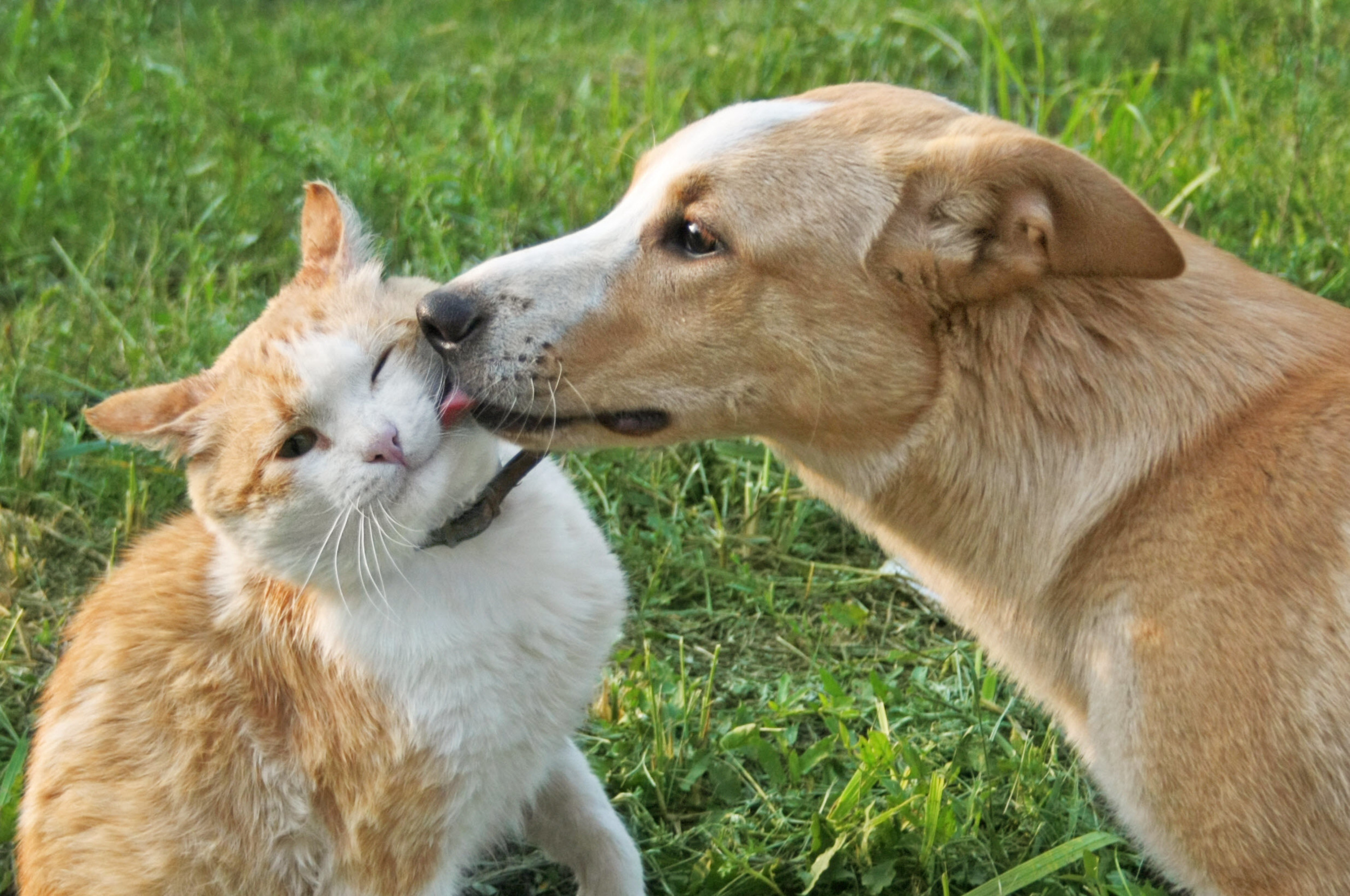 Dog licking Cat outside in grass