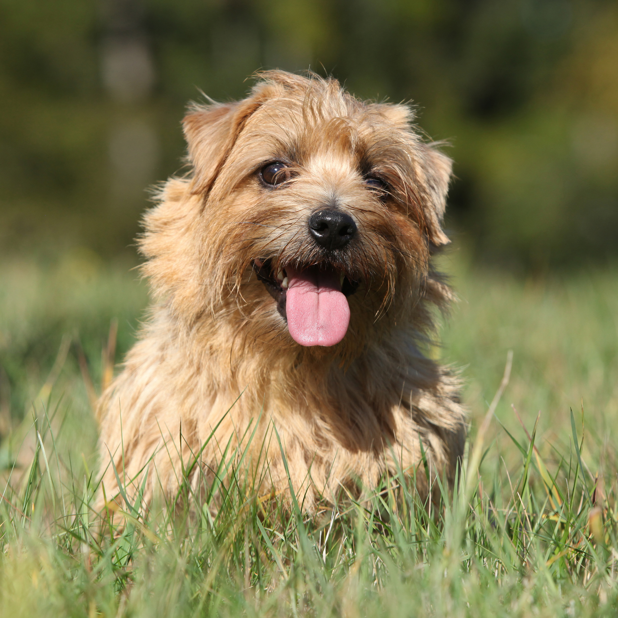 Cairn Terrier Outside in Yard