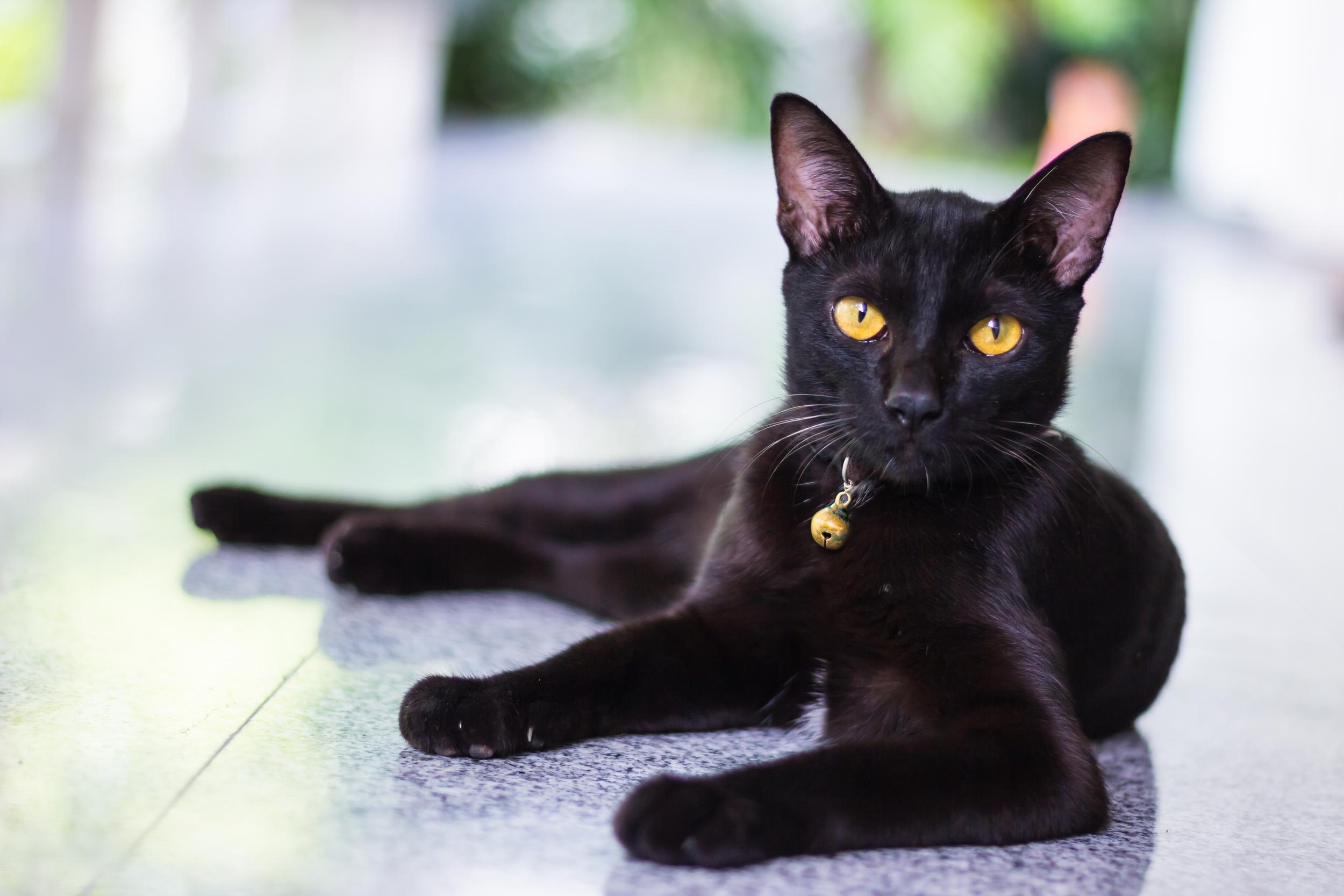 Black Cat with Yellow Eyes on Counter