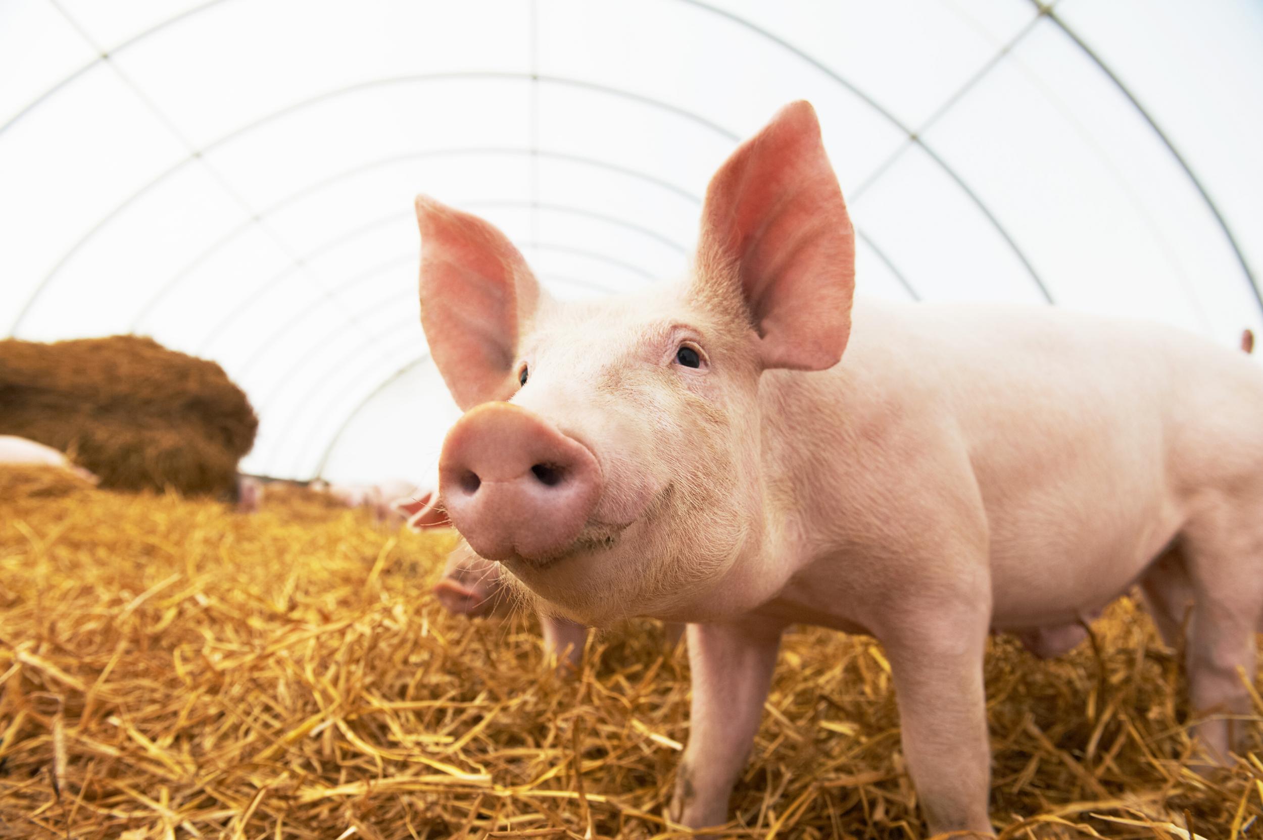 Pig in Pen